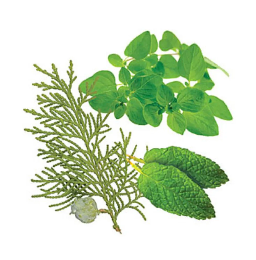 AromaTouch doTERRA 15 mL Essential Oil