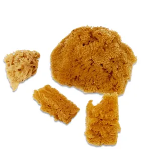 Combo Natural Sea Sponge Set (Wool,Silk,Yellow)
