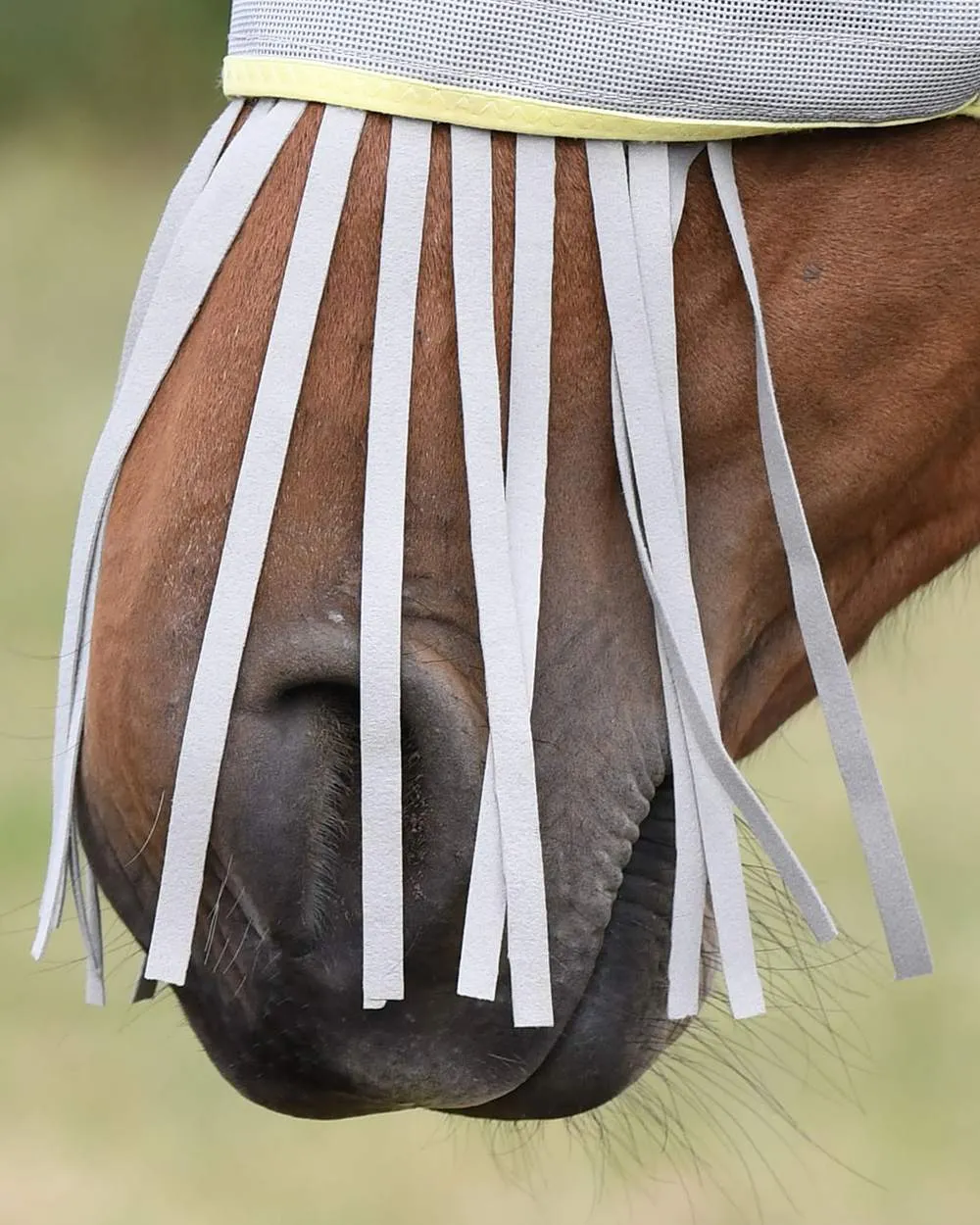 Equilibrium Field Relief Muzzle Fringe